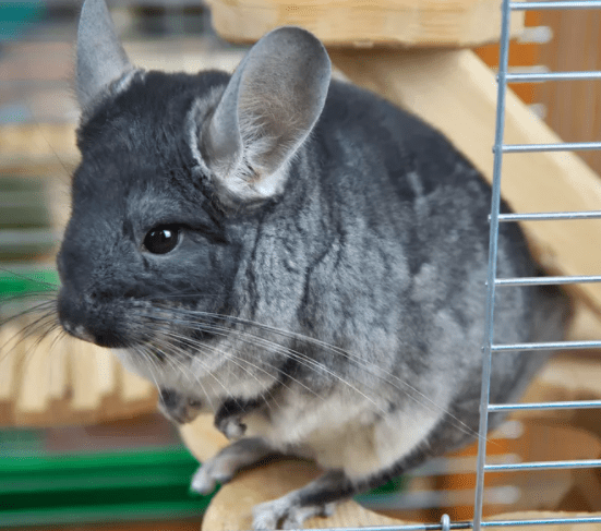 Screen Shot 2020-05-28 at 7.11.34 PM